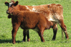Compass Feeds | Cattle | Grain Feeding | C25 Calf Mineral