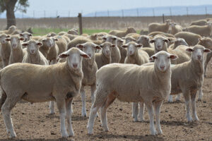 Compass Feeds | Sheep | Grain Feeding | Bacetrace