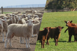 Compass Feeds | Sheep & Cattle | Grain Feeding | Bacetrace