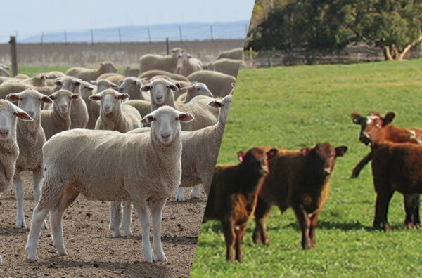 Compass Feeds | Sheep & Cattle | Grain Feeding | Bacetrace