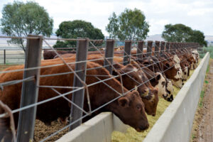 Compass Feeds | Cattle | Grain Feeding | 20R Beef Feedlot