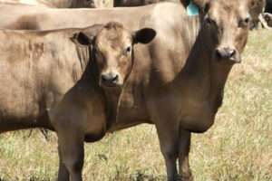 Compass Feeds | Cattle | Dry Feed | Dry Feed Assist & Energizer