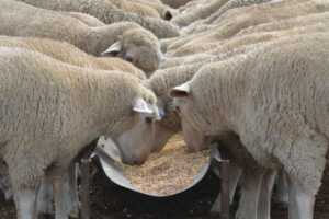 Compass Feeds | Sheep | Grain Feeding | Feedlot Lamb Concentrate