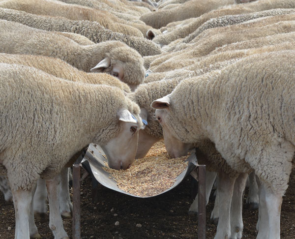 Compass Feeds | Sheep | Grain Feeding | Feedlot Lamb Concentrate