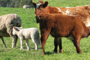Compass Feeds | Sheep & Cattle | Production | Grazeforce Weaner