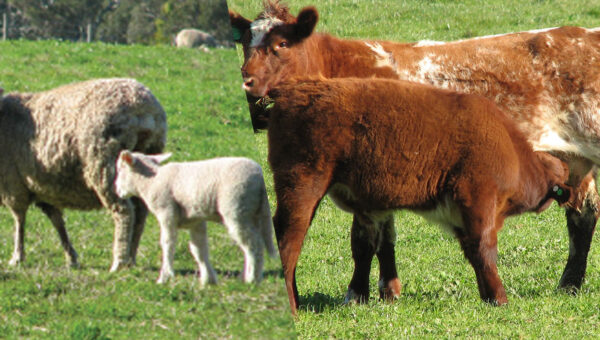 Compass Feeds | Sheep & Cattle | Production | Grazeforce Weaner
