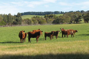 Compass Feeds | Cattle | Green Feed | Grazeforce
