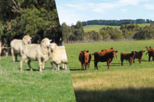 Compass Feeds | Sheep & Cattle | Green Feed | Grazeforce PEM