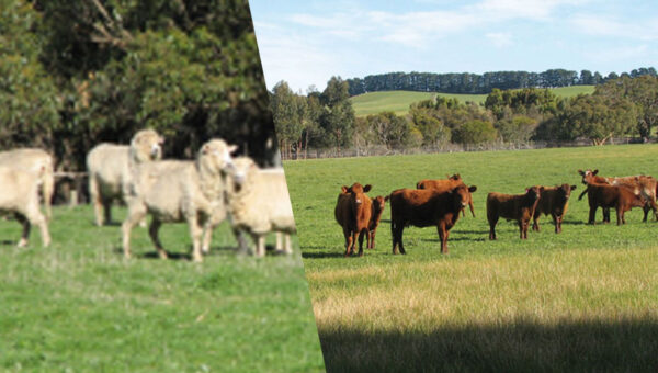 Compass Feeds | Sheep & Cattle | Green Feed | Grazeforce PEM