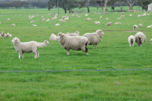 Compass Feeds | Sheep | Green Feed | Green Feed Assist & Energizer