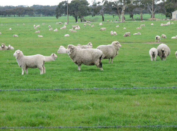 Compass Feeds | Sheep | Green Feed | Green Feed Assist & Energizer