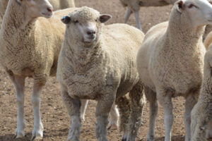 Compass Feeds | Sheep | Dry Feed | Graze N Buff