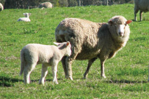 Compass Feeds | Sheep | Production | Magforce