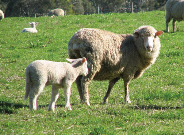 Compass Feeds | Sheep | Production | Magforce