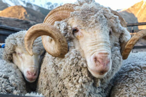 Compass Feeds | Sheep | Specialty | Power Ram Premix