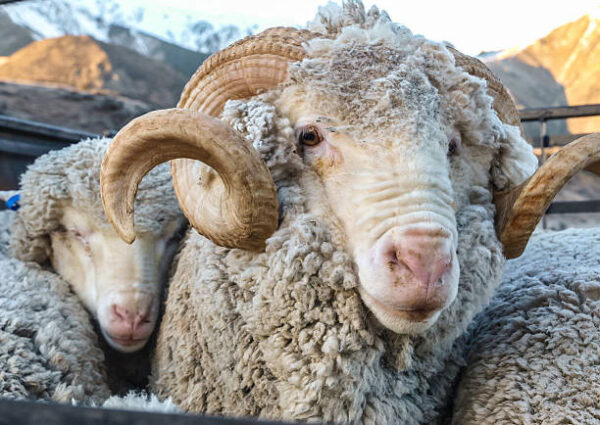 Compass Feeds | Sheep | Specialty | Power Ram Premix