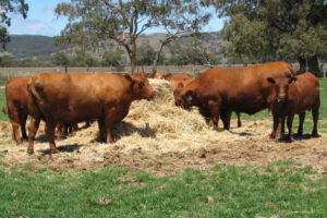 Compass Feeds | Cattle | Specialty | Pro-Meal SB40