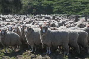 Compass Feeds | Sheep | Green Feed | Sheep Mineral AWF