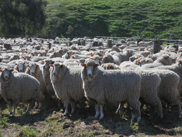 Compass Feeds | Sheep | Green Feed | Sheep Mineral AWF