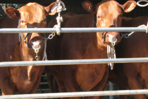 Compass Feeds Transforce Liquid Supplement