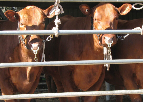 Compass Feeds Transforce Liquid Supplement
