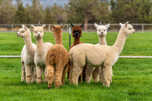 Alpaca Feed