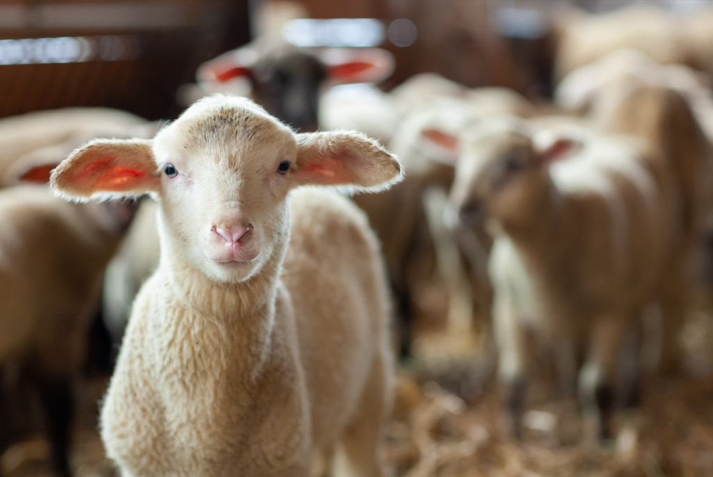 Lamb Starter - Compass Feeds