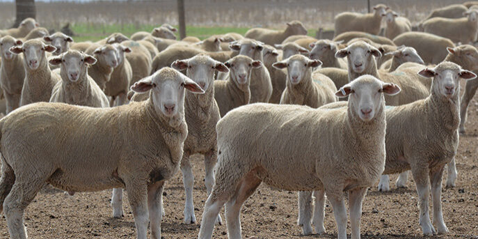 Compass Feeds | Sheep | Grain Feeding | Bacetrace