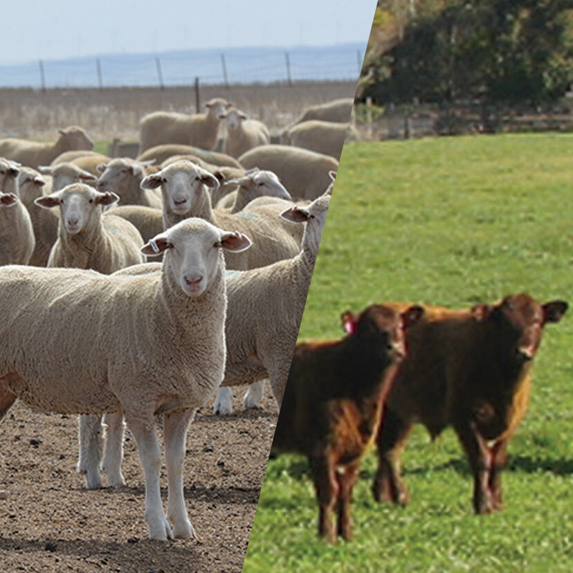 Compass Feeds | Sheep & Cattle | Grain Feeding | Bacetrace