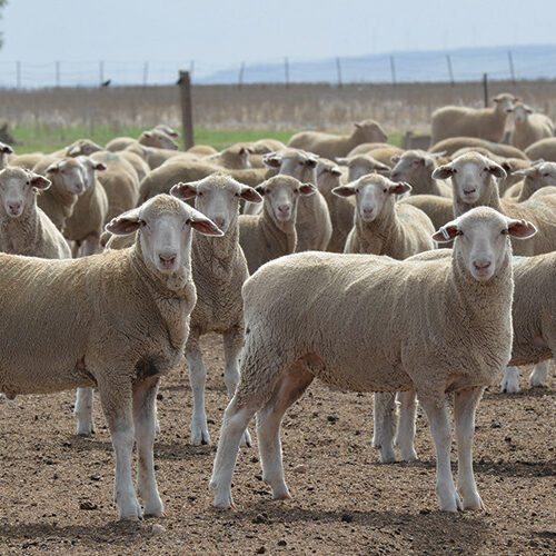 Notes for SA sheep producers over the summer period