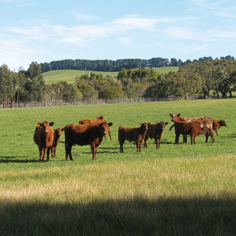 Compass Feeds | Cattle | Green Feed | Grazeforce