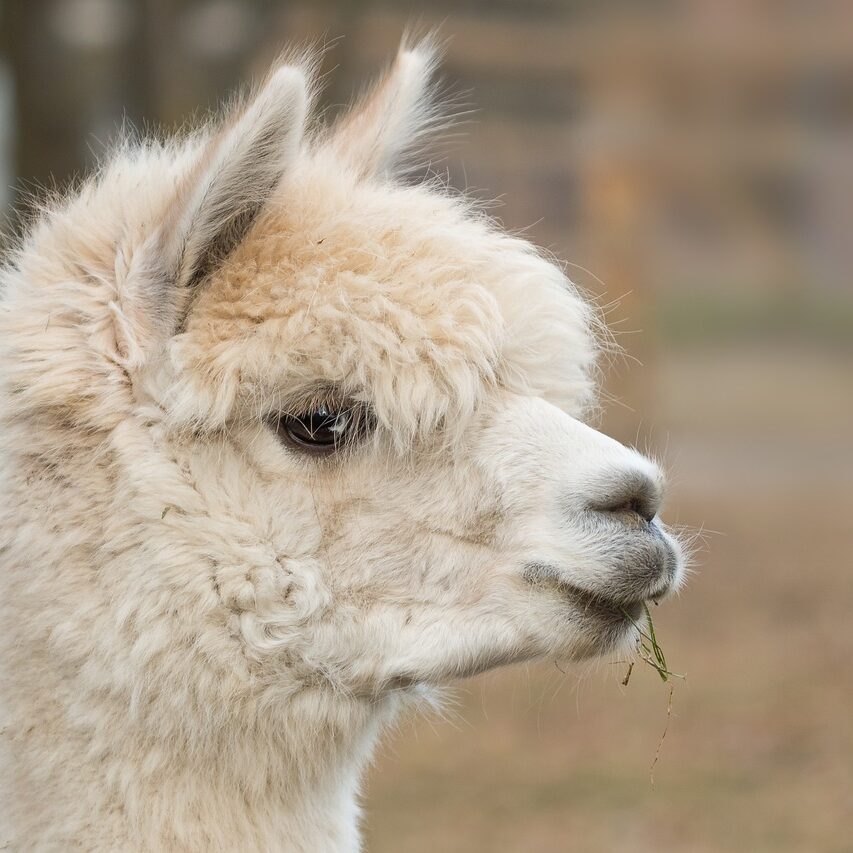 alpaca, pako, mammal-814953.jpg