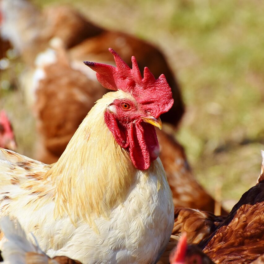 chickens, animals, poultry-3607866.jpg