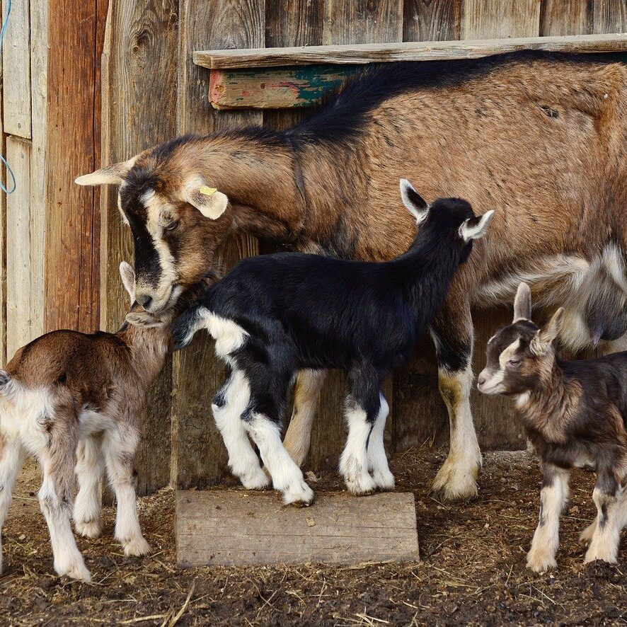 goats, kid, young goats-2052733.jpg