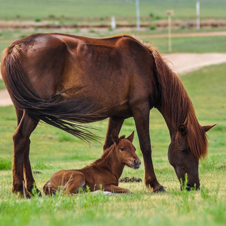 horses, mare, foal-2504677.jpg